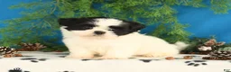 Shih Tzu dogs for sale: Cookie - Ad 3