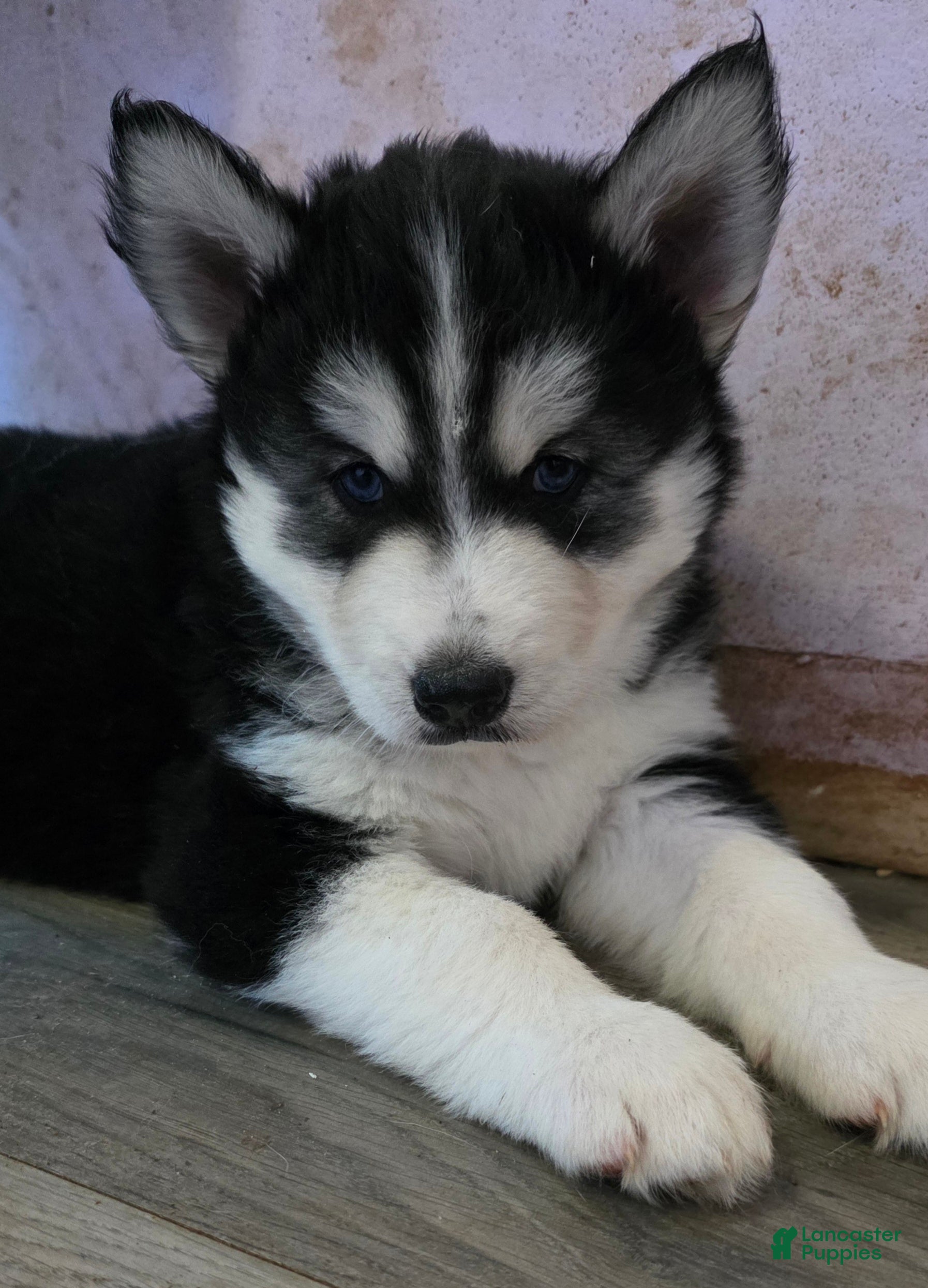 Siberian Husky dogs Luigi - Ad 2
