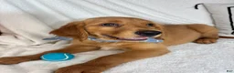 Golden Retriever dogs for sale: Goose - Ad 4