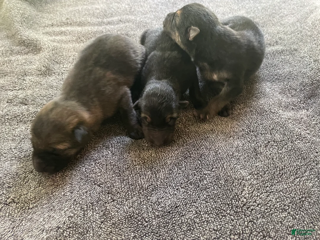German Shepherd dogs for sale: German Shepherd 3 - Ad 2