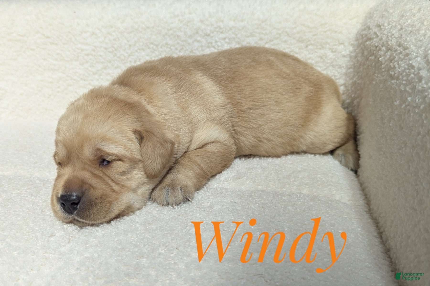 Labrador Retriever dogs Windy - Ad 1