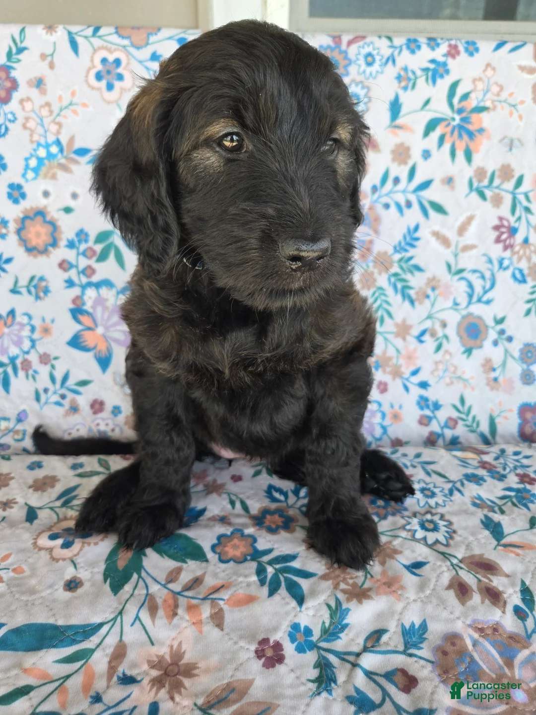 Goldendoodle dogs for sale: Blue Girl - Ad 2
