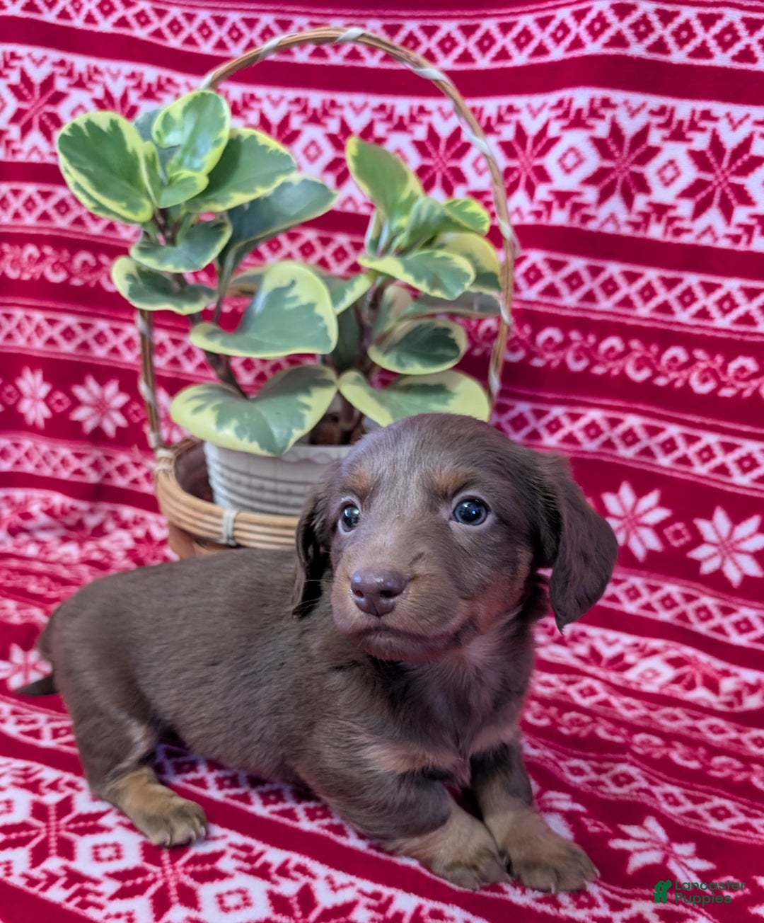 Miniature Dachshund dogs for sale: Andy  - Ad 4