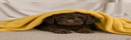 Cockapoo dogs for sale: joy - Ad 4