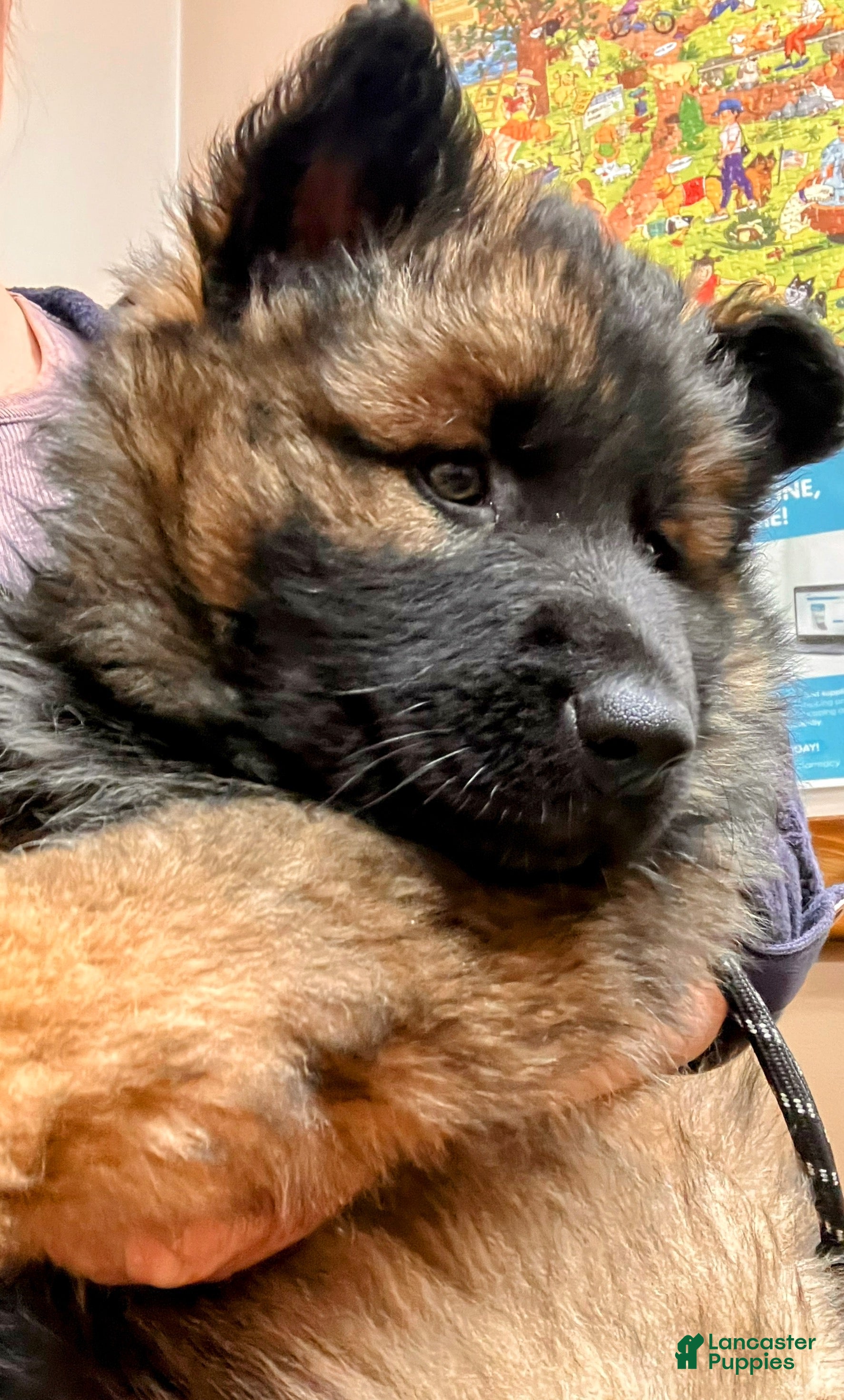 German Shepherd dogs ♥️SWEET SABLE ♥️ - Ad 42