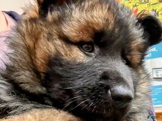 German Shepherd dogs ♥️SWEET SABLE ♥️ - Ad 42