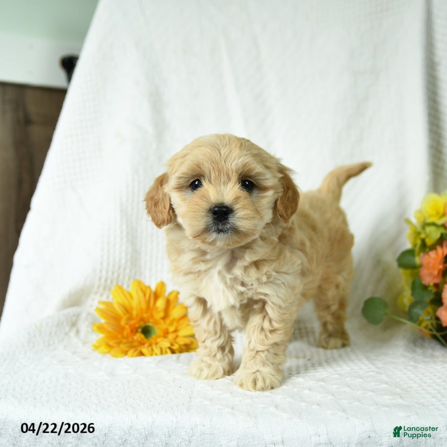 Mixed Breed dogs Lilly - Ad 1
