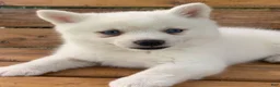 Alaskan Klee Kai dogs for sale: Pretty Blue Eyed SnowWhite~! - Ad 12