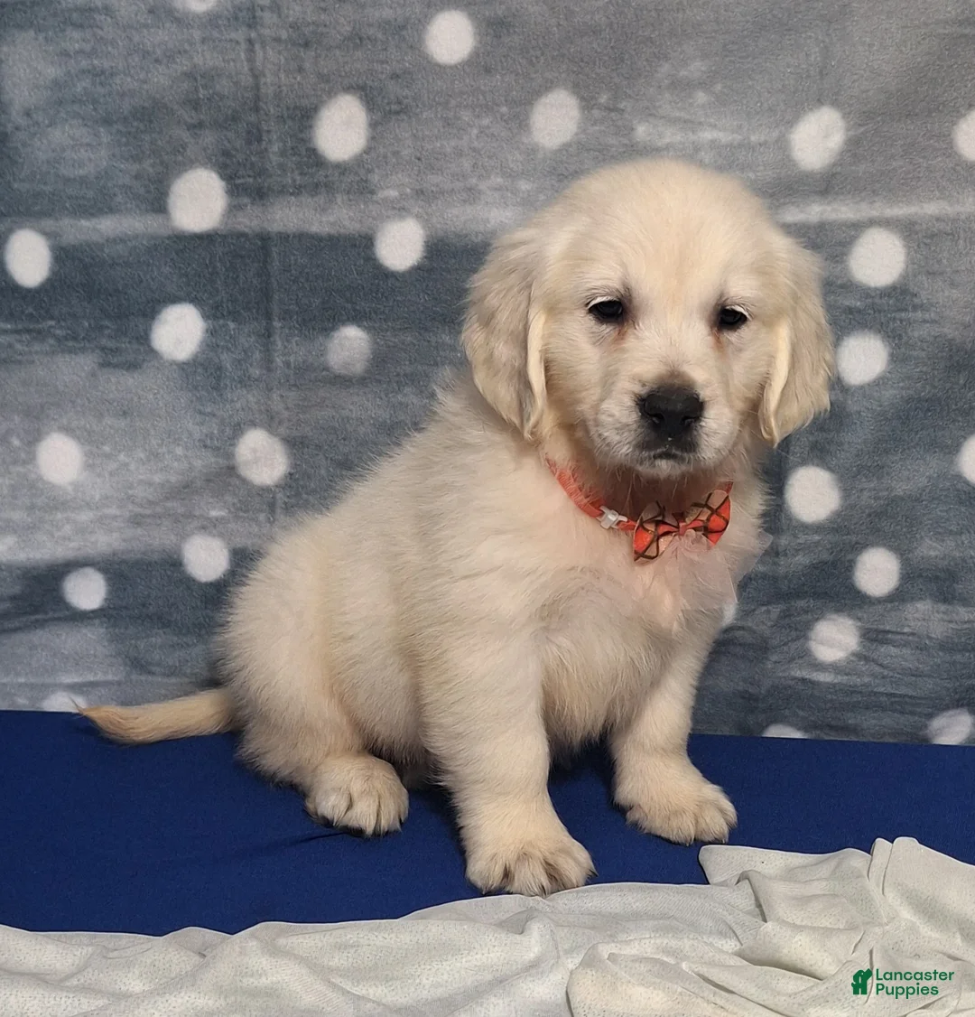 Golden Retriever dogs for sale: Jennifer - Ad 2