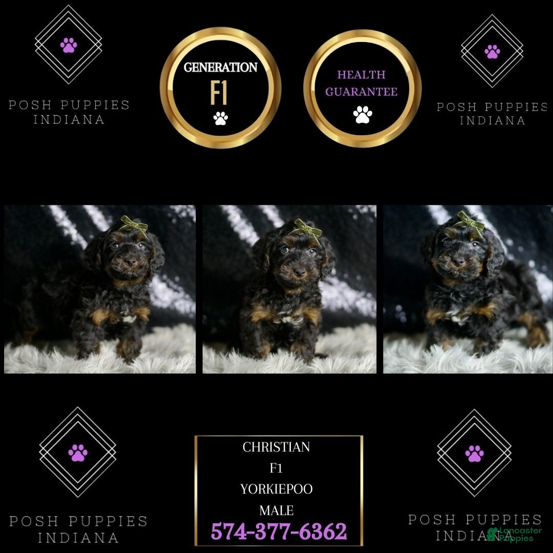 Yorkiepoo dogs for sale: Christian - Ad 5