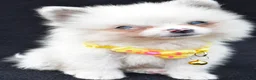Pomeranian dogs for sale: Syl - Ad 3