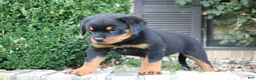Rottweiler dogs for sale: Lala - Ad 2
