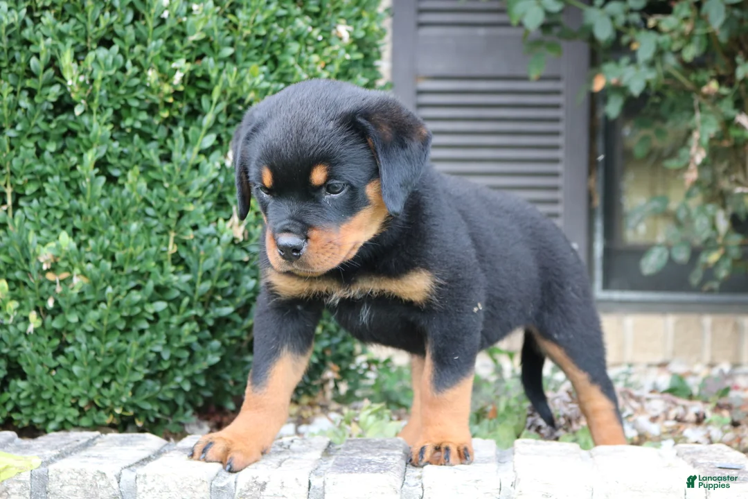 Rottweiler dogs for sale: Lala - Ad 2