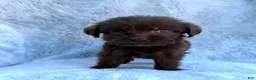 Labradoodle dogs for sale: Bella - Ad 5