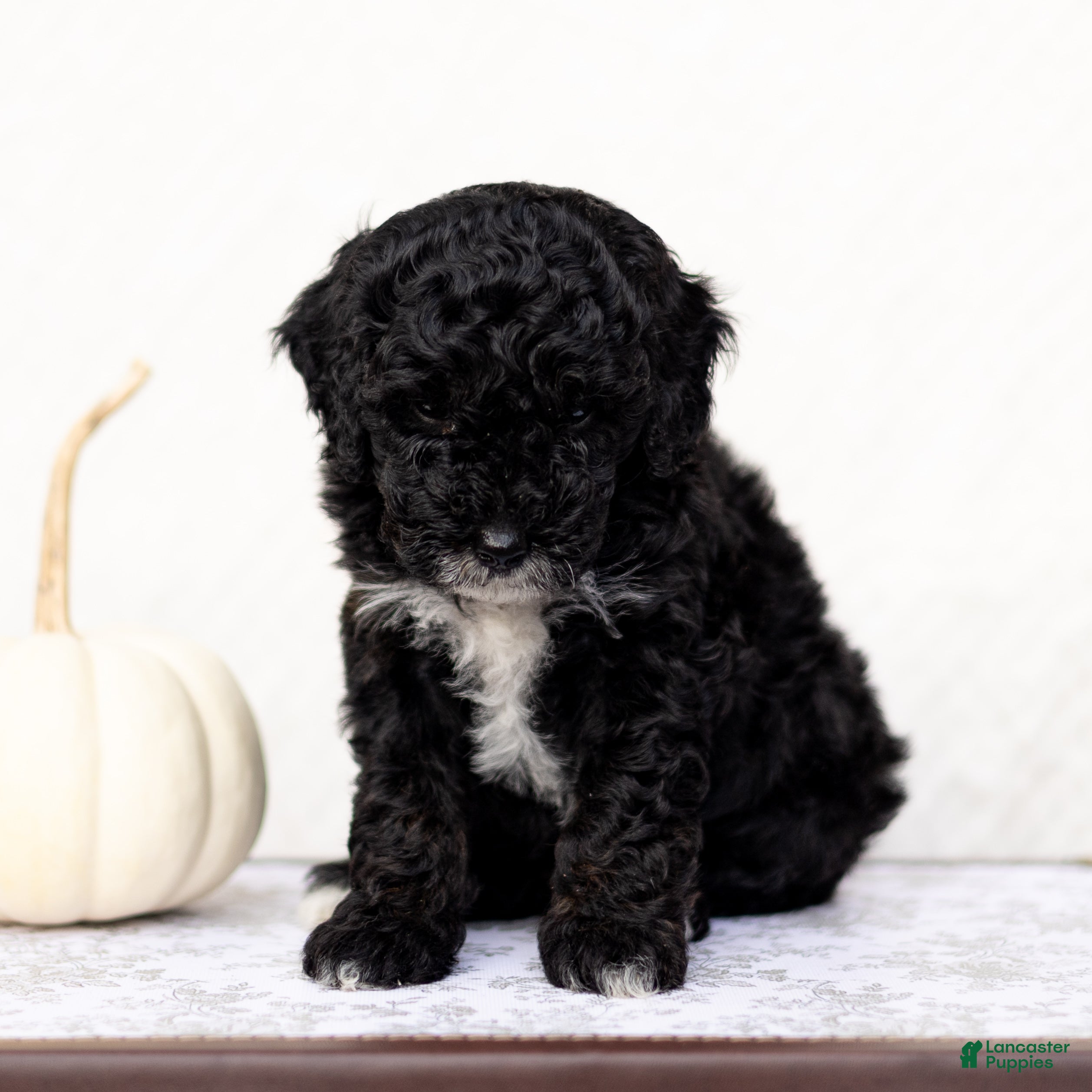 Hamza (Doodle / designer cross, Male) in Gordonville, PA