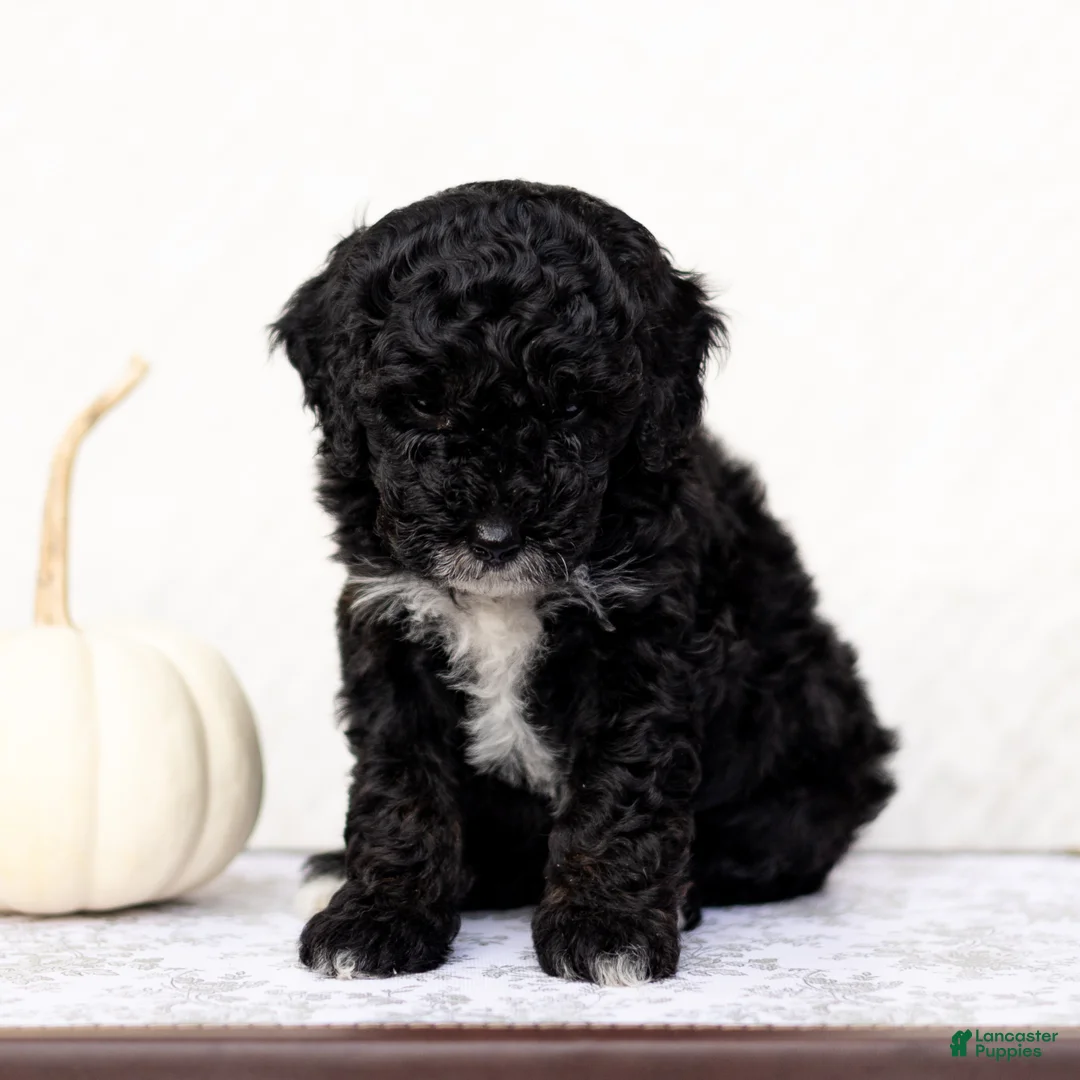 Mini Goldendoodle dogs for sale: Hamza - Ad 1