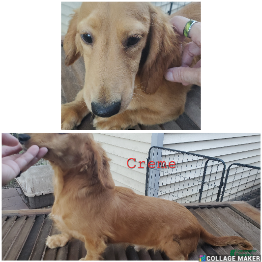 Miniature Dachshund dogs Creme - Ad 8