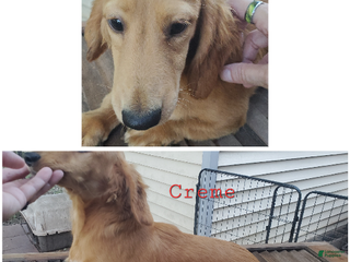 Miniature Dachshund dogs Creme - Ad 5