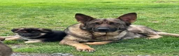 German Shepherd dogs for sale: Bear - Ad 21