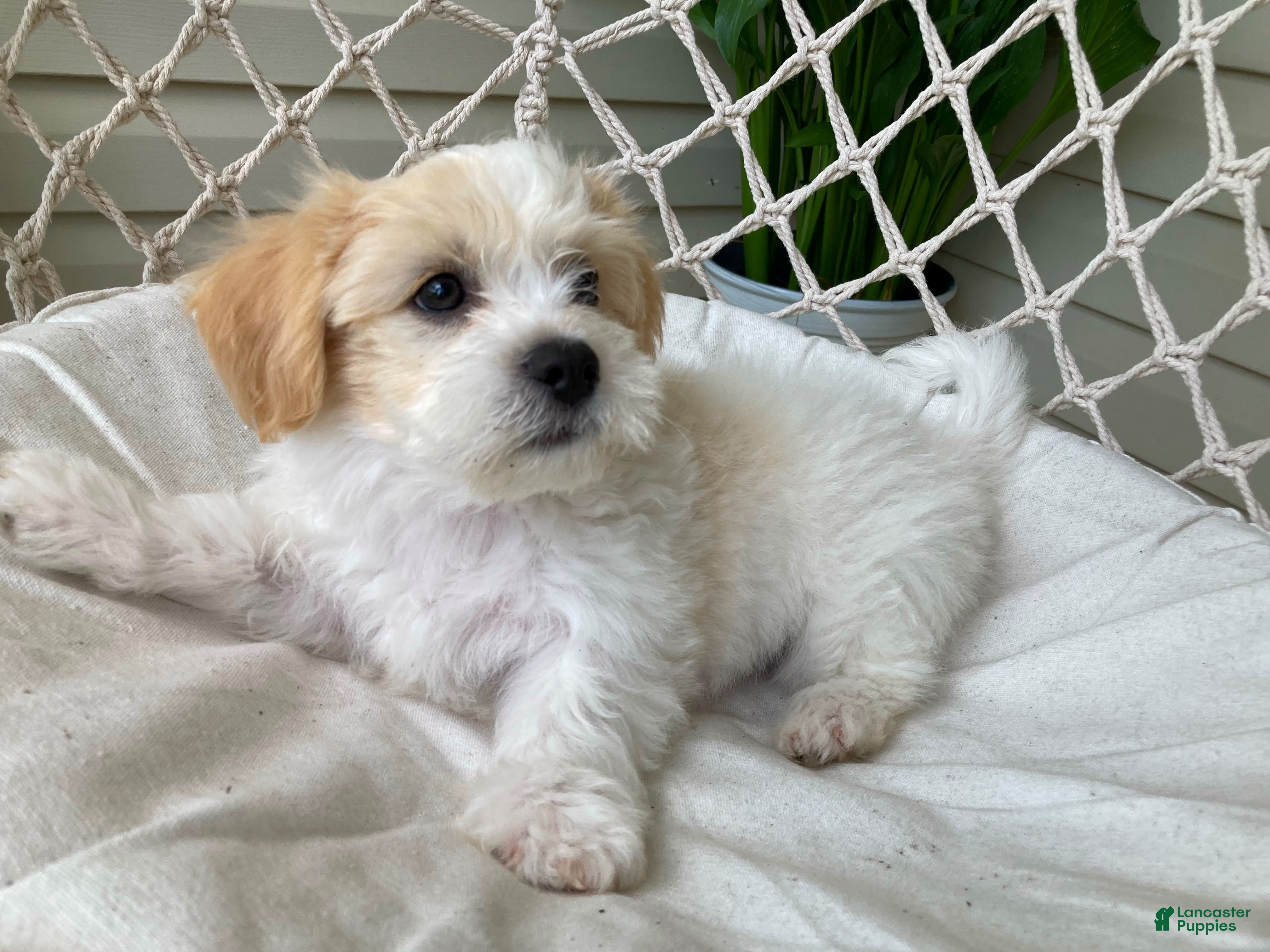 Mixed Breed dogs Carter - Ad 1