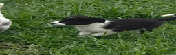 Border Collie dogs for sale: AKC Junior  - Ad 5