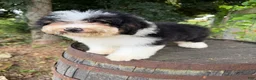 Mini Bernedoodle dogs for sale: Reese-Mini Bernedoodle female tri color  - Ad 6