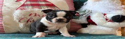 Boston Terrier dogs for sale: Mittens  - Ad 3