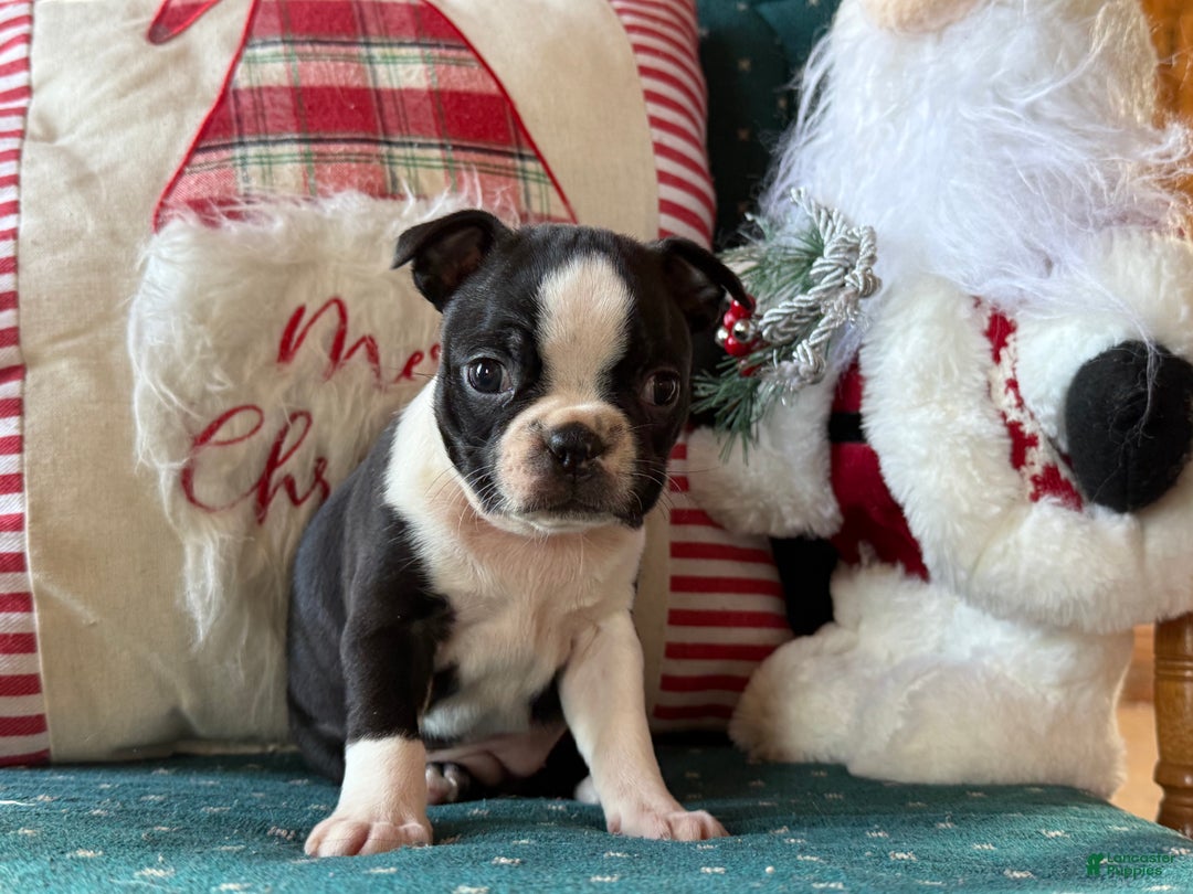 Boston Terrier dogs for sale: Mittens  - Ad 3