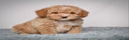 Mini Goldendoodle dogs for sale: Mr. Orlando - Ad 4