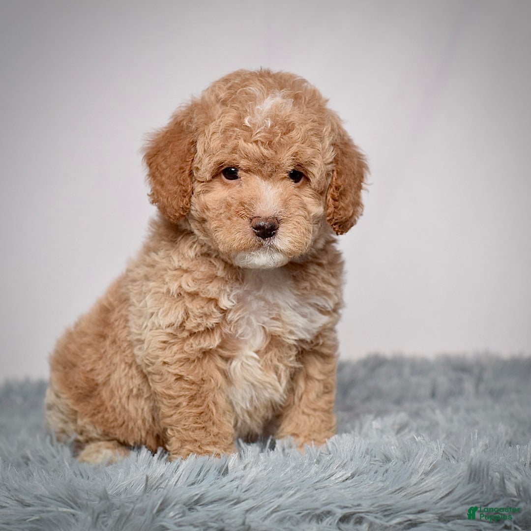 Mini Goldendoodle dogs for sale: Mr. Orlando - Ad 4