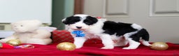 Sheepadoodle dogs for sale: Leo - Ad 4
