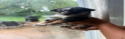 Mixed Breed dogs for sale: Venom - Ad 4