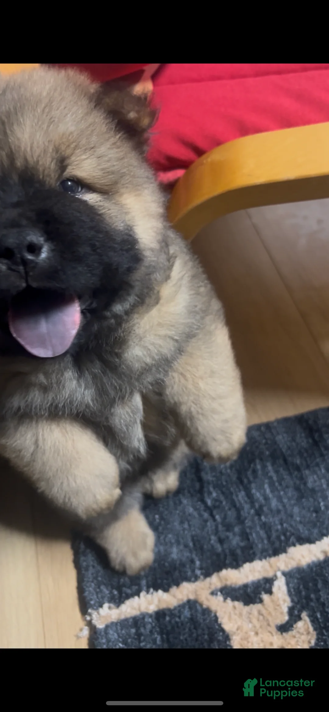 Chow Chow dogs for sale: Chow Chow Puppy 1 - Ad 2