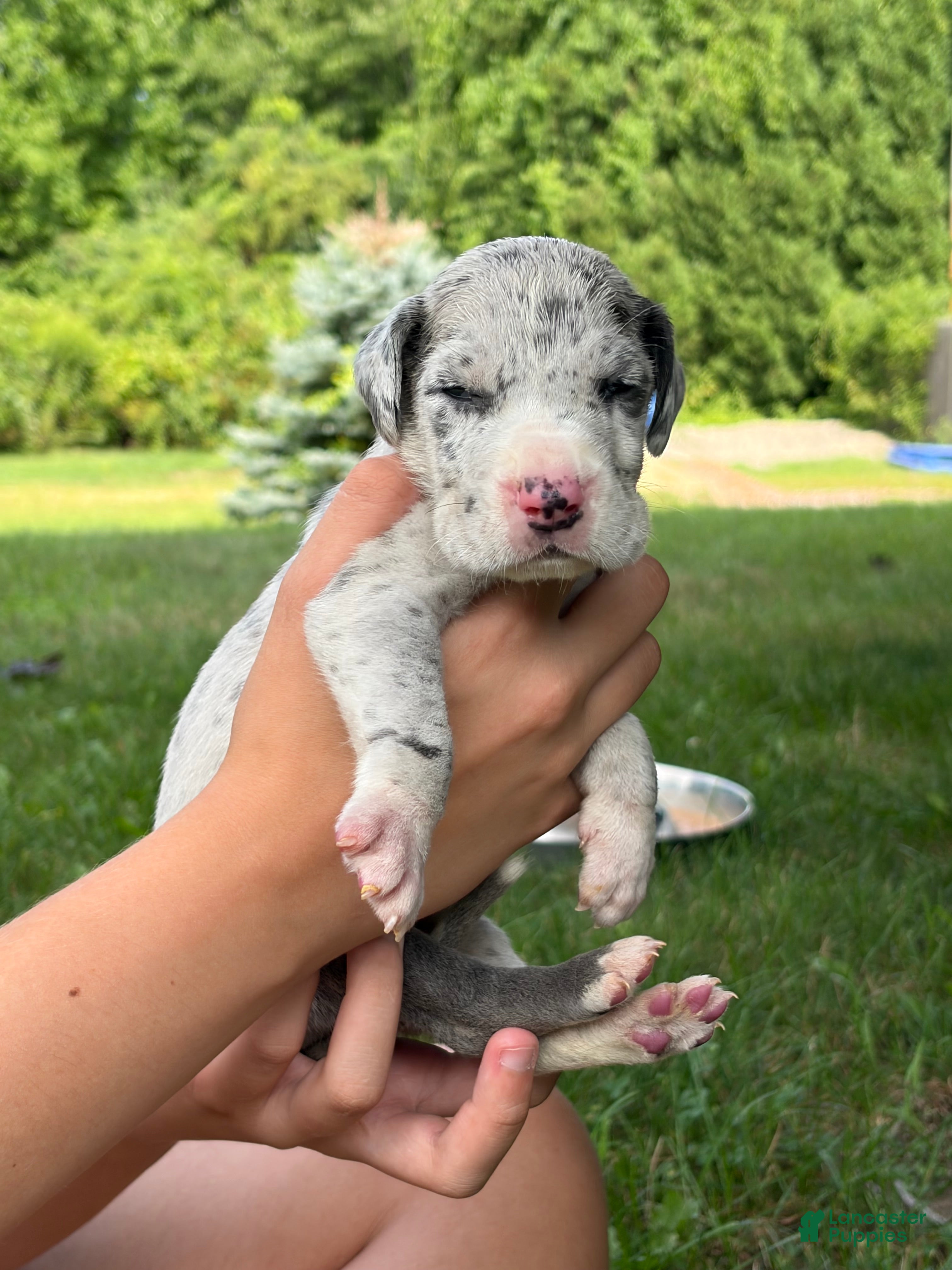 Great Dane dogs Colt - Ad 1