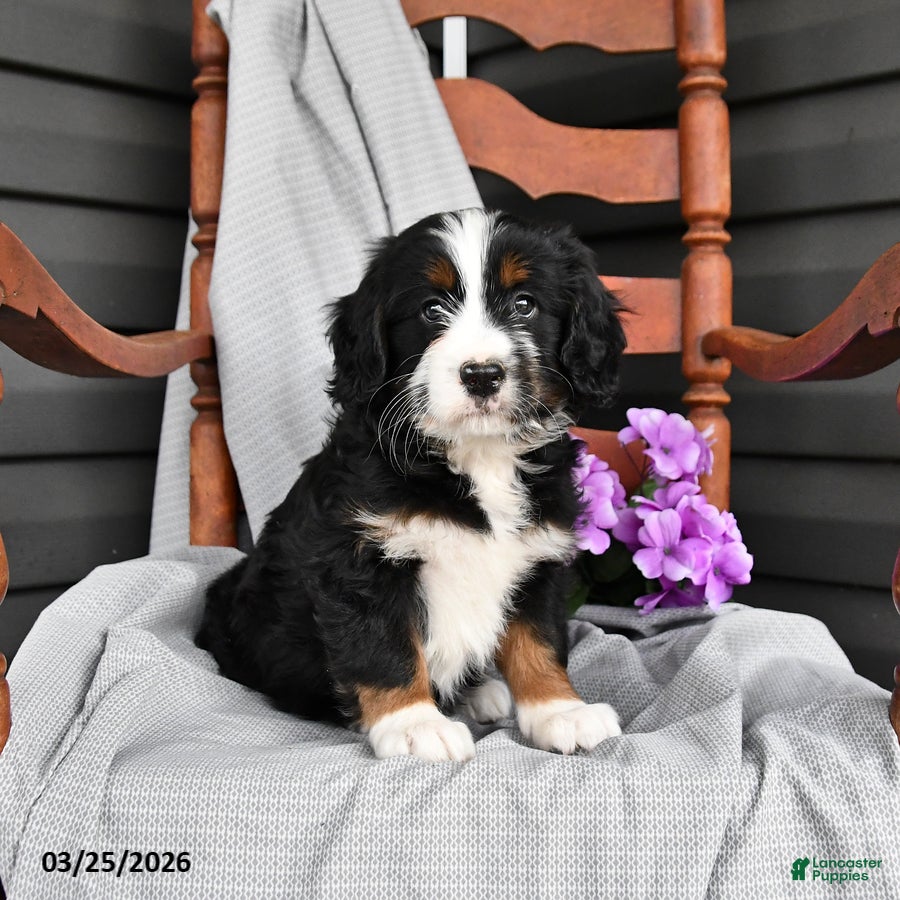 Mini Bernedoodle dogs Lilac - Ad 1