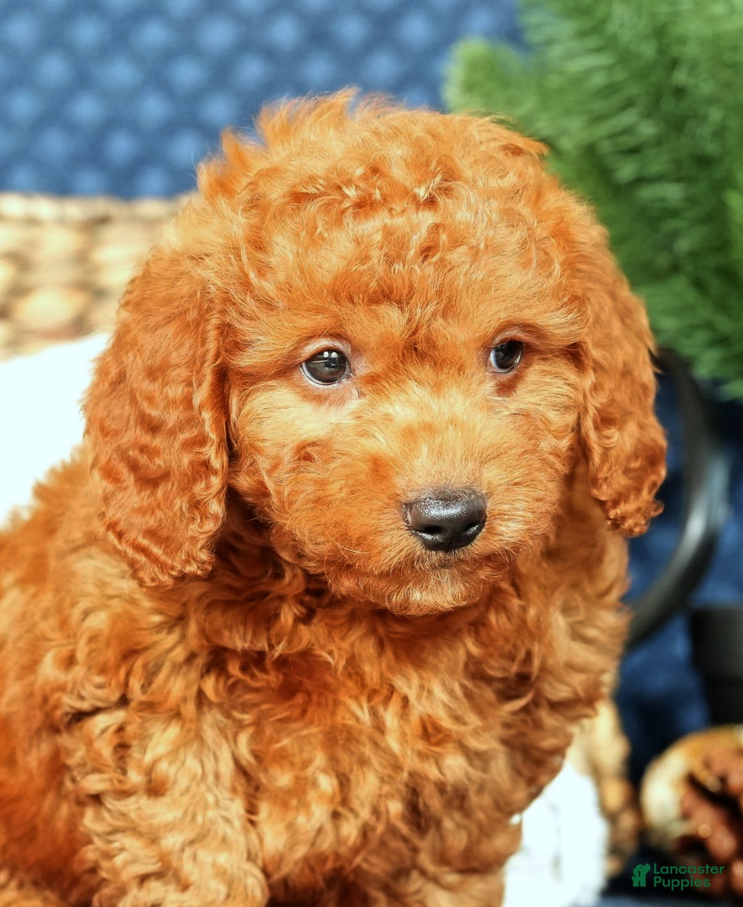Mini Goldendoodle dogs for sale: Cash - Ad 9