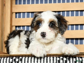 Mini Bernedoodle dogs - Ad 41