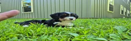 Bernedoodle dogs for sale: Macy  - Ad 1