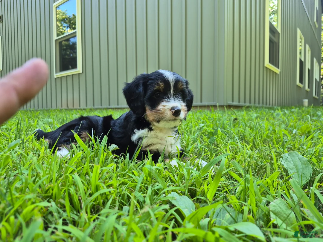 Bernedoodle dogs for sale: Macy  - Ad 1