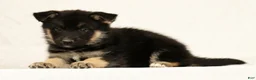 Gerberian Shepsky dogs for sale: Darla - Ad 4