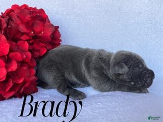Cane Corso dogs Brady - Ad 6