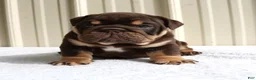 English Bulldog dogs for sale: Bucky - Ad 12