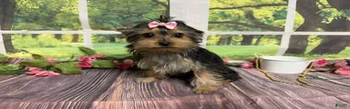 Sammy