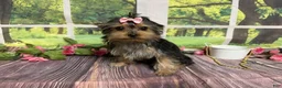 Yorkshire Terrier dogs for sale: Sammy - Ad 1