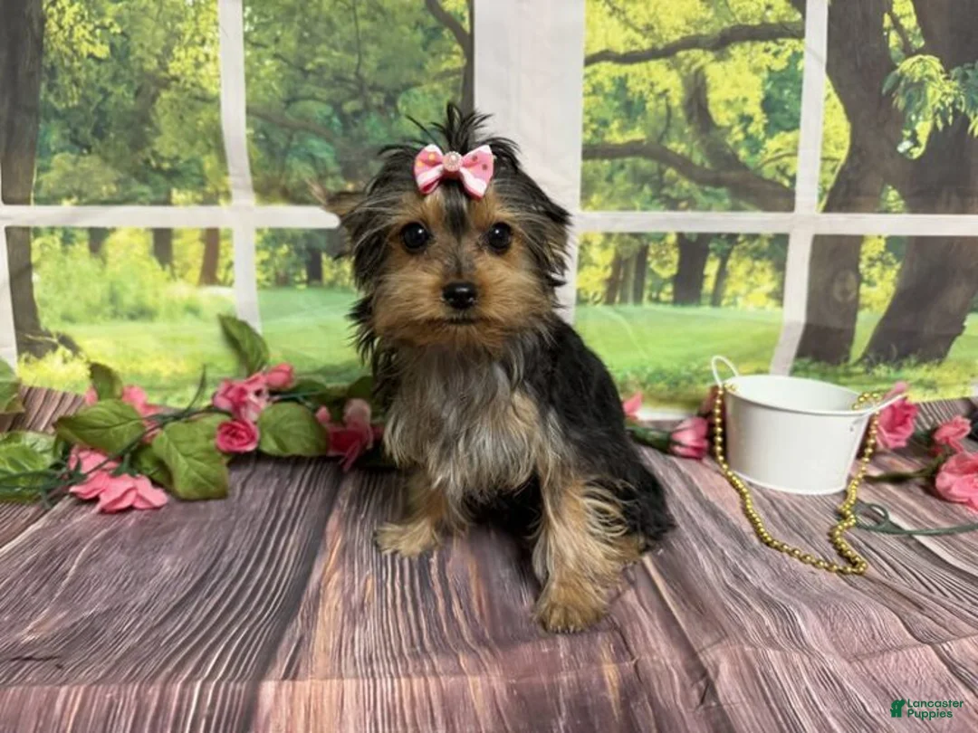 Yorkshire Terrier dogs for sale: Sammy - Ad 1
