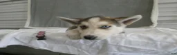 Gerberian Shepsky dogs for sale: Luna - Ad 4