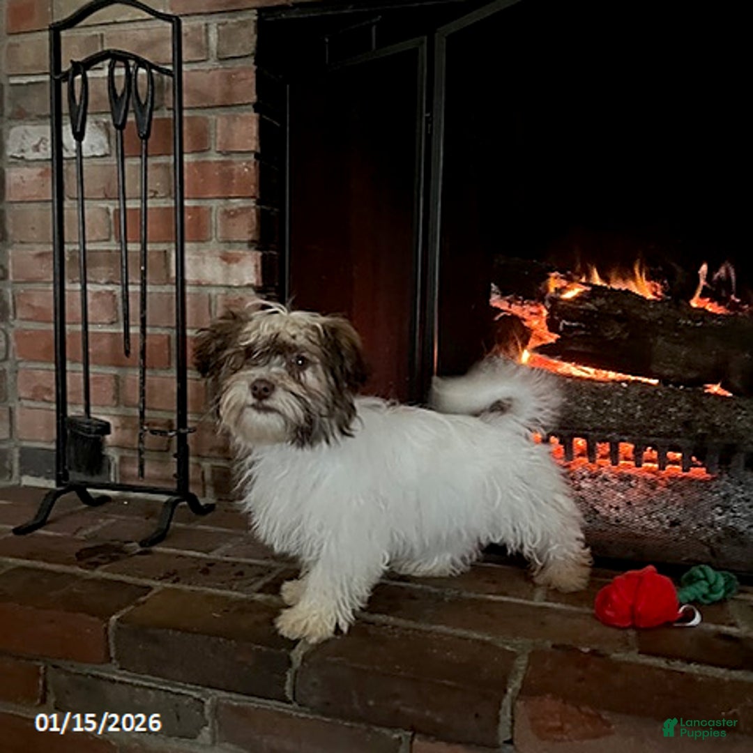 Havanese dogs for sale: Isabella - Ad 1