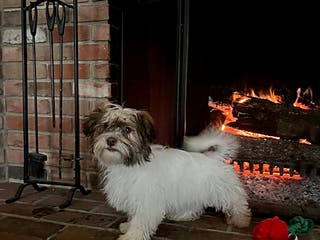 Havanese dogs Isabella - Ad 30