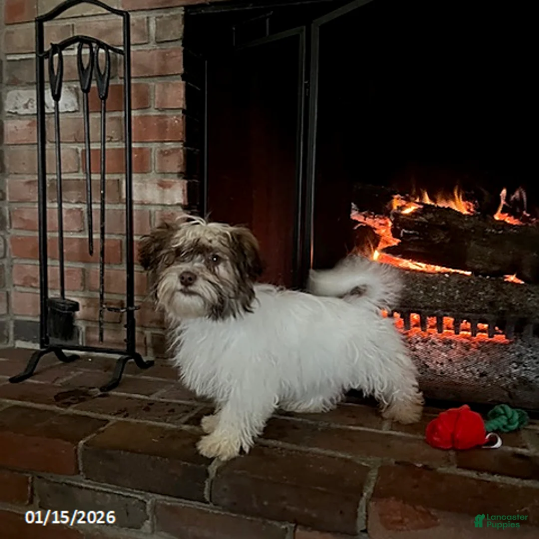 Havanese dogs for sale: Isabella - Ad 1