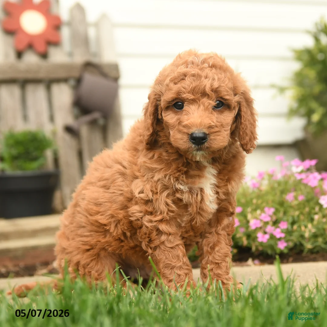 Goldendoodle dogs for sale: Roger - Ad 2